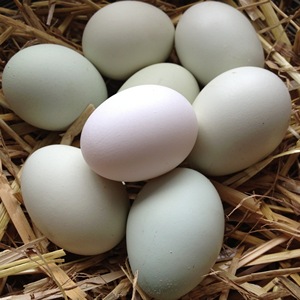 fresh chicken table eggs - Product Image 1