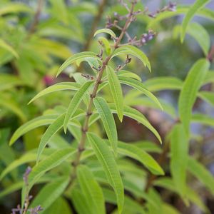 2022 VERBENA para té Cultivo fresco orgánico de alta calidad Viet Nam - Product Image 5