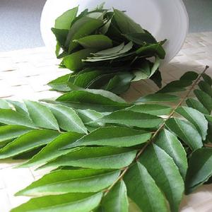 Aceite esencial de hoja de curry puro 100% | Aceite Murraya Koenigii para el crecimiento del cabello, Ayurveda y aromaterapia | Exportación a granel desde la India - Product Image 3