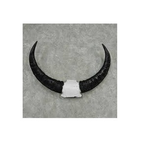 Cuerno Decorativo de Búfalo, Pieza Decorativa, Escultura de Cuerno de Toro, Cuerno de Buey Largo para Venta y Tamaño Personalizado - Product Image 6