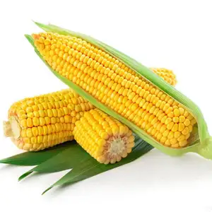 Aceite de maíz Natural puro sin diluir, difusor de aromas de aromaterapia, 100%
