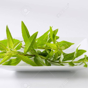 2022 VERBENA para té Cultivo fresco orgánico de alta calidad Viet Nam - Product Image 1