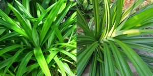 PANDAN 100% pure top qualité - Product Image 4