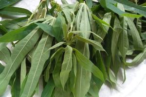 ใบมันสำปะหลังแช่แข็ง-ราคาที่เหมาะสม-คุณภาพสูง - Product Image 5