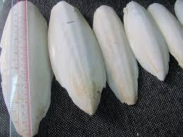 COMPETITIVE PRICE VIETNAM CUTTLE <strong>FISH</strong> <strong>BONE</strong> / CUTTLEBONE / SQUID <strong>BONE</strong> - Product Image 5