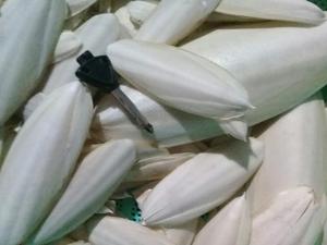 Os de seiche entier pour mâcher des oiseaux - Product Image 5