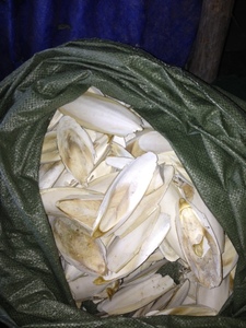 HUESO DE SEPPIA - HUESO DE SEPPIA para ALIMENTACIÓN DE AVES Disponible en Tamaño Grande //Lily - Product Image 4