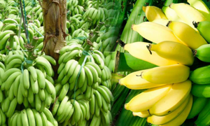 Prix compétitif banane fruit frais - Product Image 3