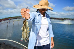 Probióticos para Camarones Vannamei en Vietnam y Filipinas - Product Image 3