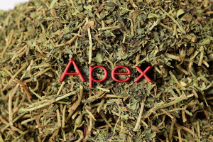 Bacopa Monnieri Bacopa Jal Brahmi, planta completa seca, hierba Bramhi - Product Image 4