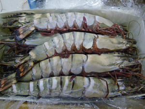 HOSO U5 — 40 cm, tigre de mer, crevettes, extérieur - Product Image 4