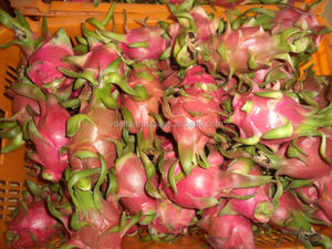 Dragon Fruit Tropical Biologique à Pulpe Blanche Fraîche du Vietnam - Marque Viet Delta - Durée de Conservation de 30 Jours - Commande en Gros Disponible - Kevin - Product Image 6