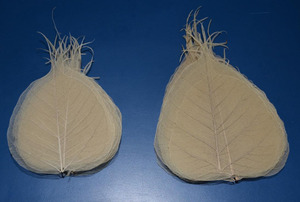 Hojas de esqueleto natural hechas a medida, en tamaños surtidos, adecuado para arte y artesanía - Product Image 5