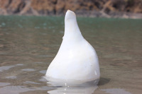 Coquille de conque blanche naturelle Shankha, écologique, polie, pour rituels hindous, Puja, autel, décoration spirituelle pour la maison, vente en gros