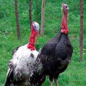 Turkije Slachten Apparatuur Vee Slachten Apparatuur Gevogelte Slachten Unit Kip Eend Beroep Productie Goedkoopste Prijs - Product Image 1
