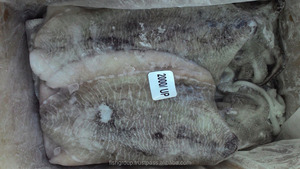 Origem Natural Bleached <span class=keywords><strong>White</strong></span> Cuttlefish Powder Fresco Seco Todo Estilo com Prateleira Congelada Peso Caixa Embalagem Saco Características - Product Image 3
