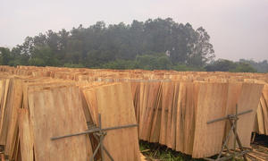 Chapa de Eucalipto Cortada Rotativamente, 100% Grado A, Exportación al Mercado de Filipinas - Product Image 2