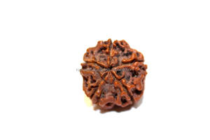 Perle Rudraksha à 5 faces, pierre naturelle du népal, pikhi Rudraksha, nouveauté - Product Image 2