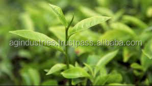 Marque privée Huile de gommage à l'orange extra forte blanchissante Huile de gommage blanchissante pour peaux mortes Huile de gommage blanchissante jaune - Product Image 6