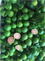 Vietnam Verse Roze Citroen 4Cm 6Cm Citroen Voor Sap Thee Salade Export Kwaliteit 5Kg 10Kg Kartonnen Netto Zak Leverancier