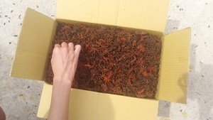 Anis étoilé 100% naturel séché au soleil Anis étoilé Vietnam quantité en vrac disponible pour l'exportation - Product Image 2