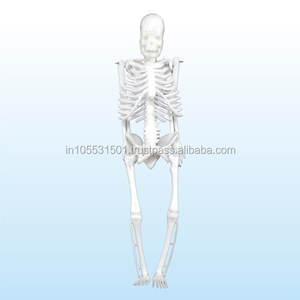 Modelo de Esqueleto de Anatomía Humana CROWN de PVC, Tamaño Real, Educativo para Escuelas, Facultades de Medicina, Laboratorios, OEM - Product Image 1