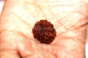 14 mukhi/Mặt rudraksha hạt năng lượng Nepal NP bên thứ ba thẩm định nguồn gốc Rudra đá quý màu nâu - Product Image 3