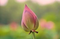 Bunga & tanaman hias Lotus segar, bunga dan tanaman dalam warna merah muda dan putih