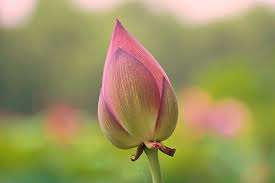 Fleurs et plantes décoratives Fresh Lotus en rose et blanc - Product Image 2