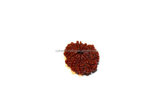 9 el Mukhi/cara Rudraksha nueve cara energía Rudraksha de Nepal de origen - Product Image 2