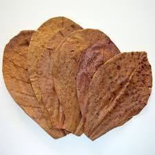 Feuilles de catappa indiennes pour poisson Produit premium pour animaux de compagnie pour la vie aquatique - Product Image 2