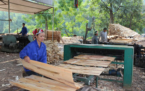 100% un grade Acacia Core Placage au Vietnam-Prix bon marché de gros Eucalyptus Placage-Venners pour Import Export bonne qualité - Product Image 2