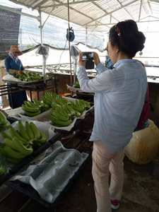 Cavenlavavajillas-fábrica de plátano + 84972678053 - Product Image 2