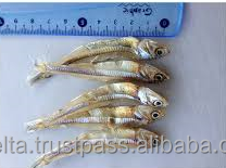 Anchoa seca con cabeza o sin cabeza, el mejor precio - Product Image 2