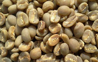 VIETNAM ROBUSTA COFFEE GREEN BEANS Haute Qualité Nouvelle Culture Vente Entière Prix Bas Bonnes Sources Top Usine-HANFIMEX 0084915196568