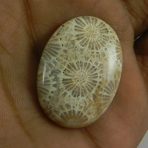 ปะการังธรรมชาติ28X20มม. Cabochon รูปไข่5.62 Gms อัญมณีหลวมสำหรับการทำเครื่องประดับ - Product Image 3