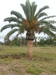 Datum Palm