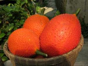 MOMORDICA COCHINCHINENSIS 2024 - Product Image 2