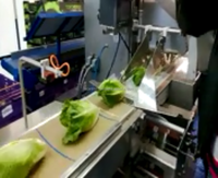 Machine d'emballage de légumes iceberg lettuce, légumes, livraison gratuite