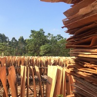 Noyau de placage en bois d'eucalyptus teinté 1270*640mm 1.7mm coupé en tranches pour la fabrication de contreplaqué à bon prix