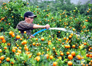 Tranches de kumquat séchées du Vietnam de haute qualité - Product Image 4