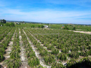 Vietnam Verse Dragon Fruit Pitaya Groothandel Voor Rood/Wit Dragon Fruit Hoge Kwaliteit Bevroren Pitaya Uit Vietnam Beste Prijs