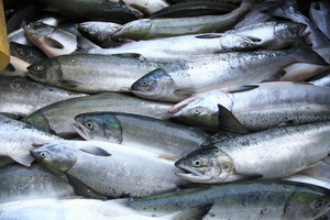 Probiotiques pour poissons pour l'aquaculture - Product Image 2