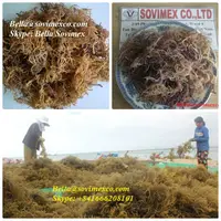 E.Cottonii/Spinosum אצות עבור carrageenan