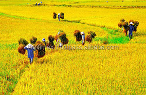 ข้าวขาวเมล็ดยาวเวียดนาม ราคาดี - Product Image 6