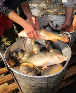 Enzimas de grado de alimentación animal de alta calidad, probióticos de pescado en forma de polvo, aditivos para piensos Premium - Product Image 3