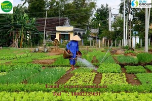ปุ๋ยน้ำสะเดาธรรมชาติแบบ100% สกัดเย็นจากเมล็ดสะเดาบริสุทธิ์สำหรับพืชทางการเกษตรและฟาร์ม - Product Image 2