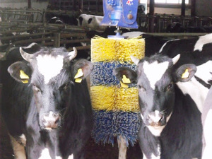 เครื่องเกาวัวสำหรับฟาร์มจากตุรกี - Product Image 6