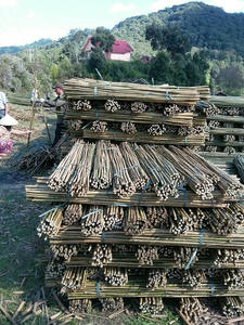 Mayorista Cañas de bambú BAMBUS - Product Image 3