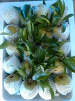 Buah Sapodilla / Sapota Segar - Vietnam Camilan Lezat - Makanan Penutup Tropis